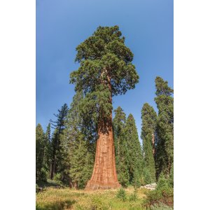 Sekvojovec mamutí (Sequoiadendron giganteum) ´HEALTHY MAMMOTH´ - výška 60-80 cm, kont. C10L